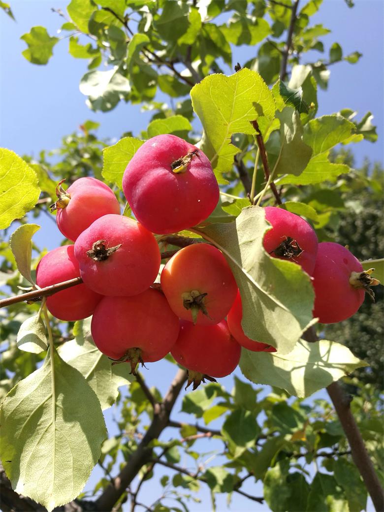 1656813473713822.jpg 微信图片_20220702223923.jpg